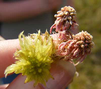There are 25 species of Sphagnum moss, which is known as the bog builder as it is the partly decomposed spaghnum plants that create peat.