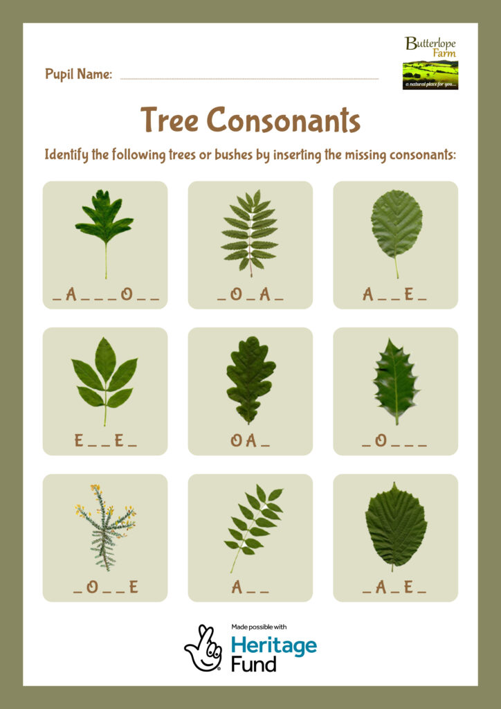 Exploring Hedgerows - Tree Consonants
